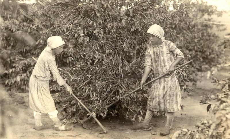 Mulheres na lavoura Descubra Nikkei picture