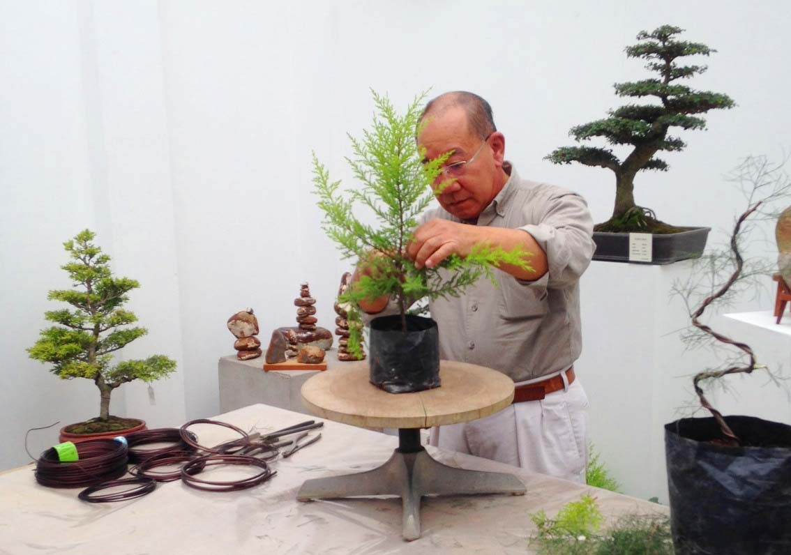 Agresivo ansiedad Poner la mesa El gran arte de los pequeños árboles - Descubra a los Nikkei