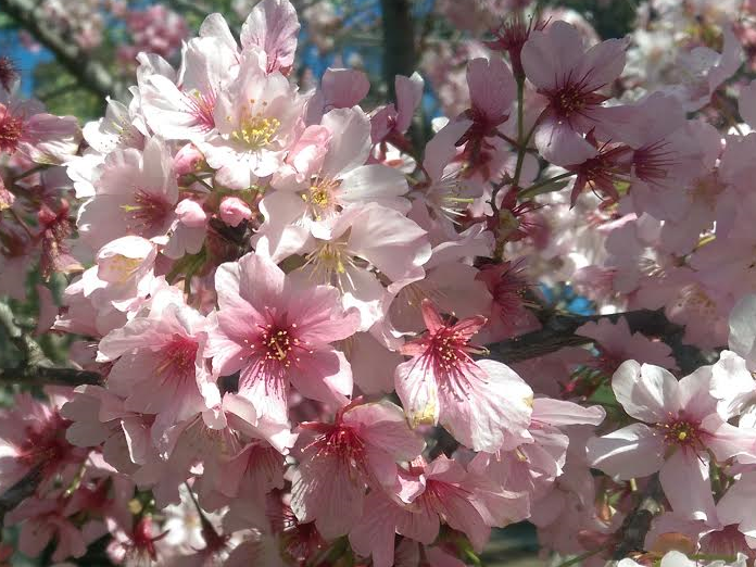 The 2014 National Cherry Blossom Festival is Going on Now