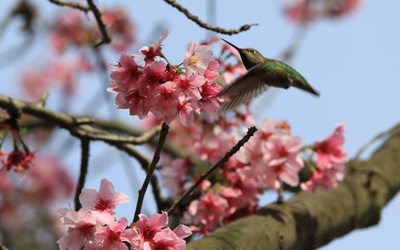 Thumbnail for 桜：アメリカで桜祭りが根付いた経緯