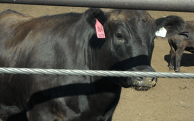 Thumbnail for オレゴンで和牛を育てる