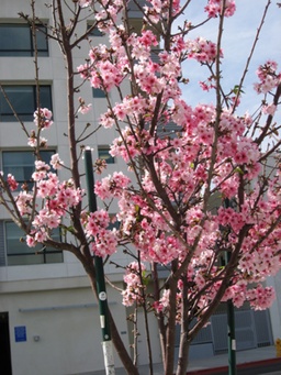 桜の木 1mi0d224x8uaps64n5F22_R_600_40