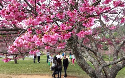 Thumbnail for ブラジルを「故郷」にするなら桜を植えよう — 郷愁とブラジル日本移民　－ その２