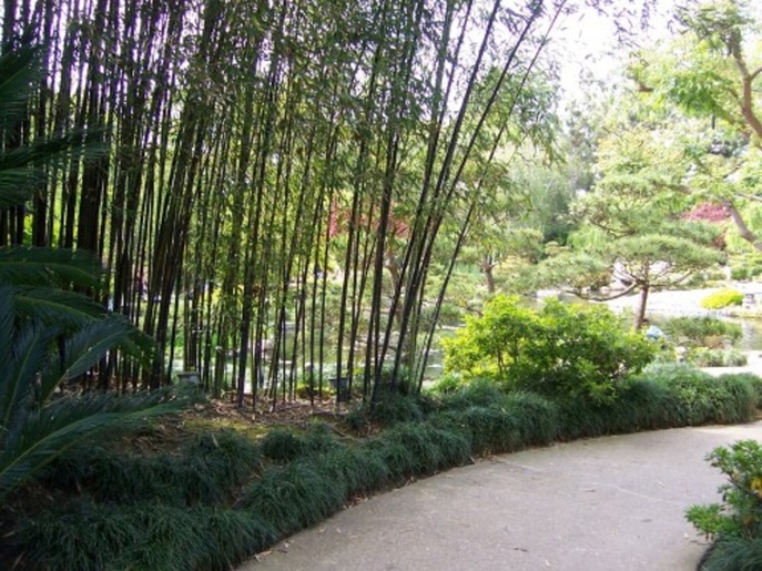 Black Stemmed Bamboo Discover Nikkei