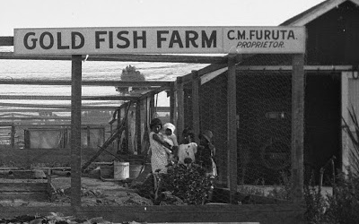 Thumbnail for Goldfish on Wintersburg Avenue Part 2 - The Living Jewels of the Furuta Gold Fish Farm