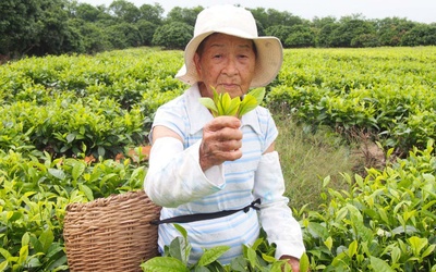 Thumbnail for “Quero proteger o chá Registro” = Ume Shimada, de 88 anos, se levanta = Nova marca “chá Obaa” lançada = Lutas para desenvolver canais de vendas