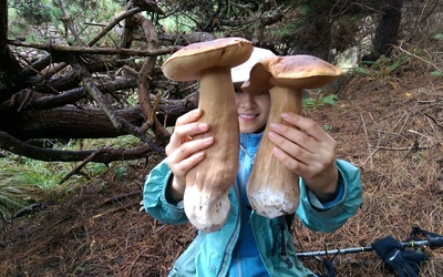 Thumbnail for Entrevista com um forrageador Nikkei: caça aos cogumelos com Sayuri Shinya