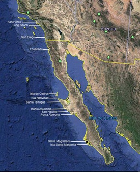 Totaro and Kazuma Nishikawa: The Legacy of Japanese Fishermen in Baja ...